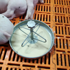 Мисочная годівниця для підсисних поросят з нержавіючої сталі 3.5 л.