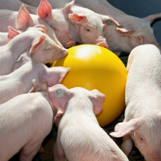 Антистресовий м“яч для свиней