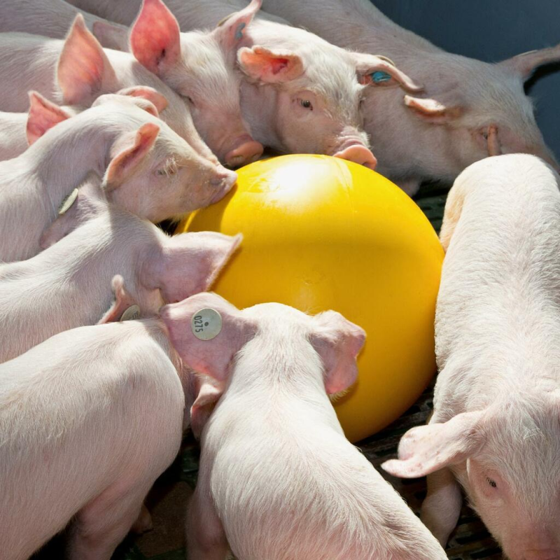 Антистресовий м“яч для свиней Антистресовий м“яч для свиней